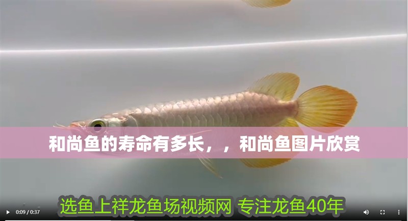 和尚魚的壽命有多長，，和尚魚圖片欣賞