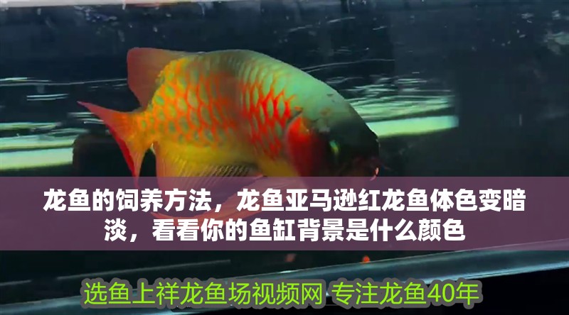 龍魚的飼養方法，龍魚亞馬遜紅龍魚體色變暗淡，看看你的魚缸背景是什么顏色