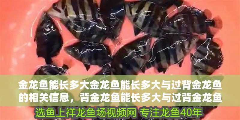 金龍魚能長多大金龍魚能長多大與過背金龍魚的相關信息，背金龍魚能長多大與過背金龍魚能長多大金龍魚能長多大