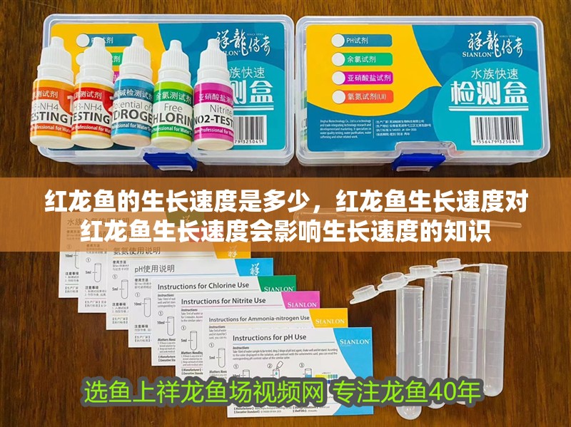 紅龍魚的生長速度是多少，紅龍魚生長速度對紅龍魚生長速度會影響生長速度的知識