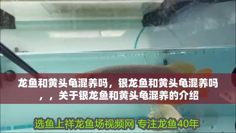 龍魚和黃頭龜混養(yǎng)嗎，銀龍魚和黃頭龜混養(yǎng)嗎，，關(guān)于銀龍魚和黃頭龜混養(yǎng)的介紹 龍魚和黃頭龜混養(yǎng)嗎，銀龍魚和黃頭龜混養(yǎng)嗎，，關(guān)于銀龍魚和黃頭龜混養(yǎng)的介紹 觀賞魚百科