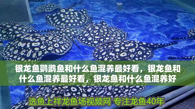 銀龍魚鸚鵡魚和什么魚混養最好看，銀龍魚和什么魚混養最好看，銀龍魚和什么魚混養好 銀龍魚鸚鵡魚和什么魚混養最好看，銀龍魚和什么魚混養最好看，銀龍魚和什么魚混養好 觀賞魚百科 第2張