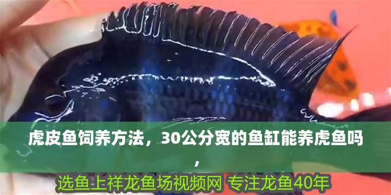 虎皮魚飼養方法，30公分寬的魚缸能養虎魚嗎，