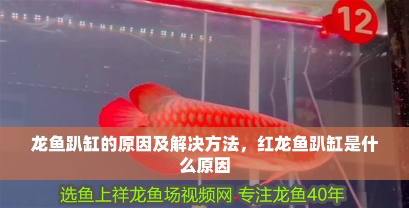 龍魚趴缸的原因及解決方法，紅龍魚趴缸是什么原因