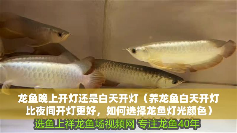 龍魚晚上開燈還是白天開燈（養(yǎng)龍魚白天開燈比夜間開燈更好，如何選擇龍魚燈光顏色）