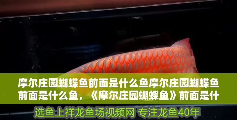 摩爾莊園蝴蝶魚前面是什么魚摩爾莊園蝴蝶魚前面是什么魚，《摩爾莊園蝴蝶魚》前面是什么魚