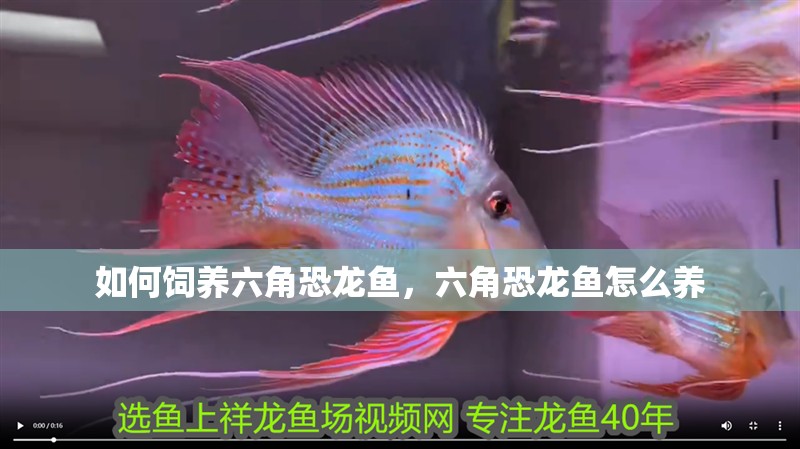 如何飼養(yǎng)六角恐龍魚，六角恐龍魚怎么養(yǎng)