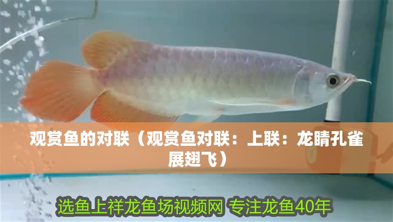 觀賞魚的對聯（觀賞魚對聯：上聯：龍睛孔雀展翅飛）