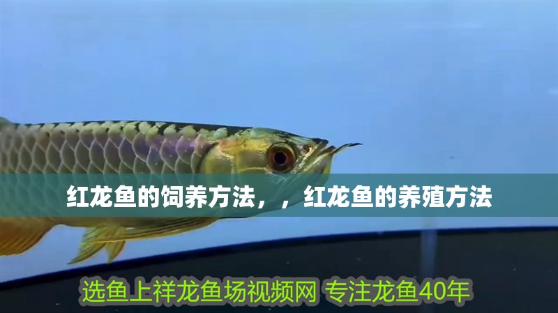 紅龍魚的飼養方法，，紅龍魚的養殖方法