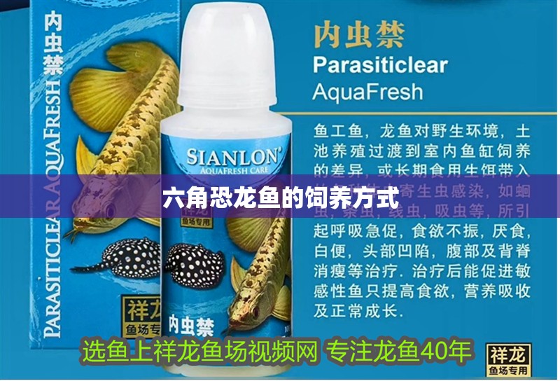 六角恐龍魚的飼養方式