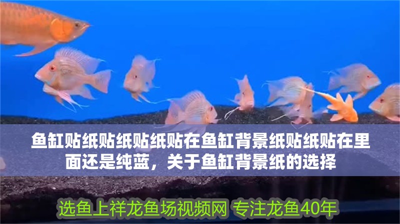 魚缸貼紙貼紙貼紙貼在魚缸背景紙貼紙貼在里面還是純藍，關(guān)于魚缸背景紙的選擇