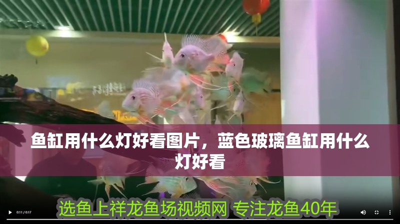 魚缸用什么燈好看圖片，藍色玻璃魚缸用什么燈好看