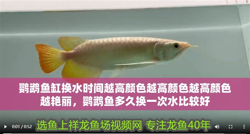 鸚鵡魚缸換水時間越高顏色越高顏色越高顏色越艷麗，鸚鵡魚多久換一次水比較好