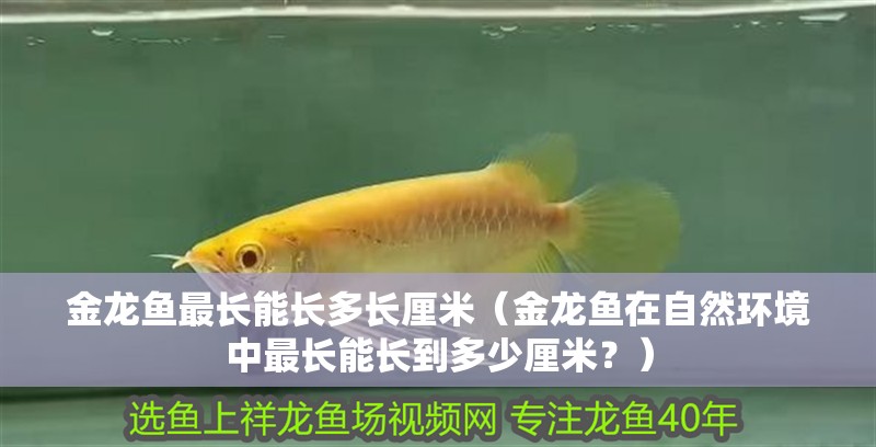 金龍魚最長能長多長厘米（金龍魚在自然環境中最長能長到多少厘米？）