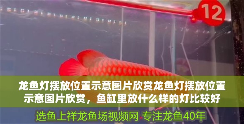 龍魚燈擺放位置示意圖片欣賞龍魚燈擺放位置示意圖片欣賞，魚缸里放什么樣的燈比較好