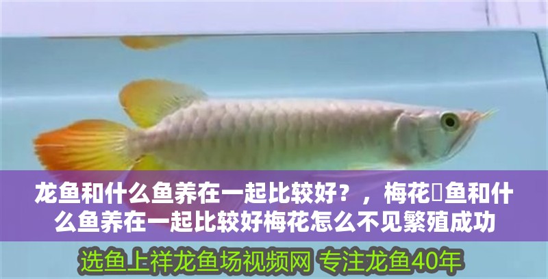 龍魚和什么魚養在一起比較好？，梅花魟魚和什么魚養在一起比較好梅花怎么不見繁殖成功
