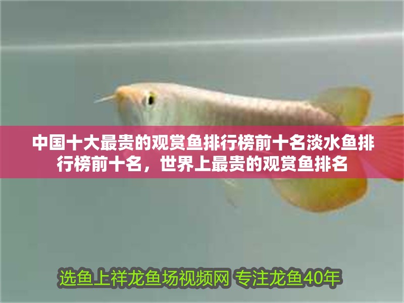 中國十大最貴的觀賞魚排行榜前十名淡水魚排行榜前十名，世界上最貴的觀賞魚排名