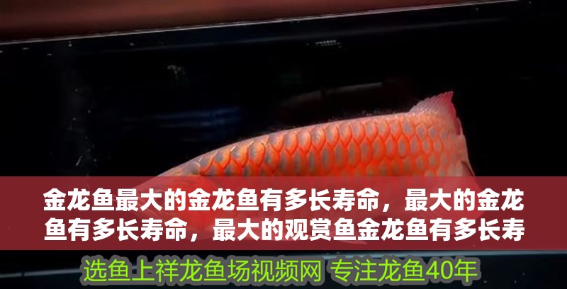 金龍魚最大的金龍魚有多長壽命，最大的金龍魚有多長壽命，最大的觀賞魚金龍魚有多長壽命