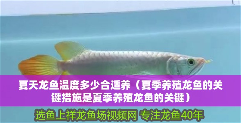 夏天龍魚溫度多少合適養（夏季養殖龍魚的關鍵措施是夏季養殖龍魚的關鍵）