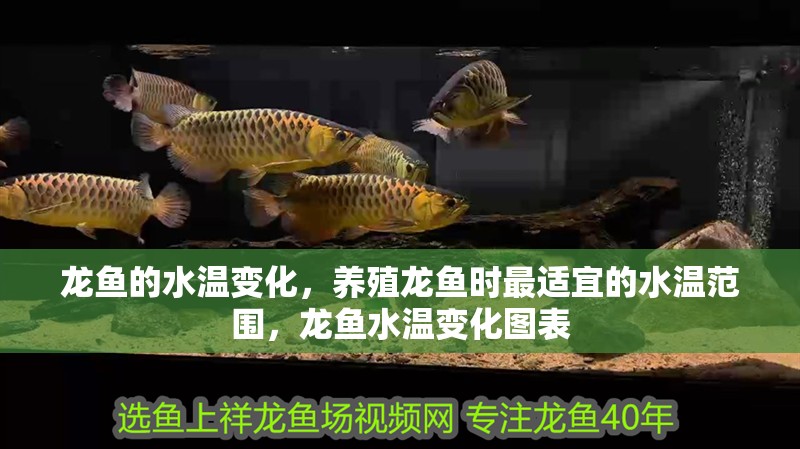 龍魚的水溫變化，養殖龍魚時最適宜的水溫范圍，龍魚水溫變化圖表