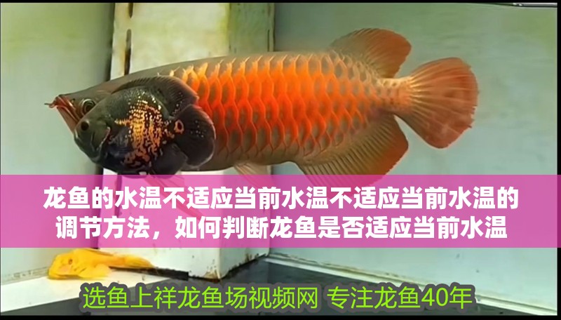 龍魚的水溫不適應(yīng)當(dāng)前水溫不適應(yīng)當(dāng)前水溫的調(diào)節(jié)方法，如何判斷龍魚是否適應(yīng)當(dāng)前水溫