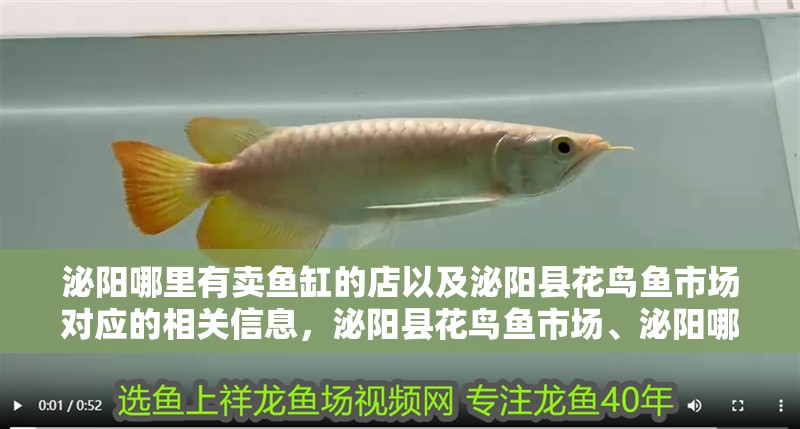 泌陽哪里有賣魚缸的店以及泌陽縣花鳥魚市場對應的相關信息，泌陽縣花鳥魚市場、泌陽哪里有賣魚缸的店