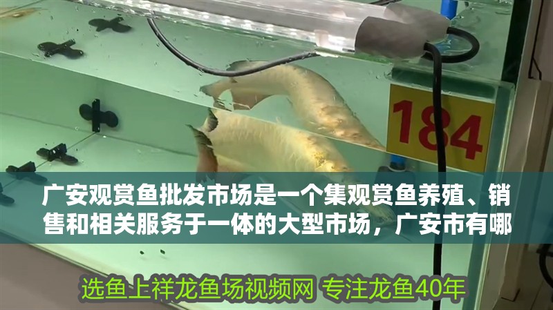 廣安觀賞魚批發市場是一個集觀賞魚養殖、銷售和相關服務于一體的大型市場，廣安市有哪些花鳥寵物市場