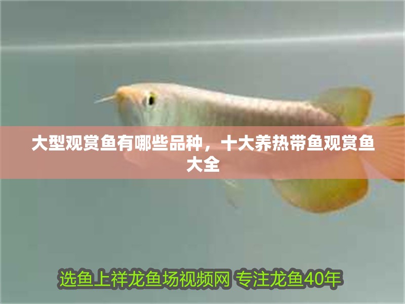 大型觀賞魚有哪些品種，十大養熱帶魚觀賞魚大全