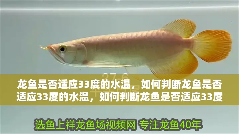 龍魚是否適應(yīng)33度的水溫，如何判斷龍魚是否適應(yīng)33度的水溫，如何判斷龍魚是否適應(yīng)33度的水溫