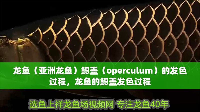 龍魚（亞洲龍魚）鰓蓋（operculum）的發色過程，龍魚的鰓蓋發色過程