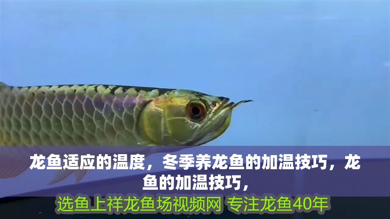 龍魚適應的溫度，冬季養龍魚的加溫技巧，龍魚的加溫技巧，