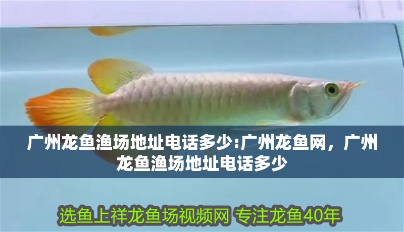廣州龍魚漁場地址電話多少:廣州龍魚網，廣州龍魚漁場地址電話多少