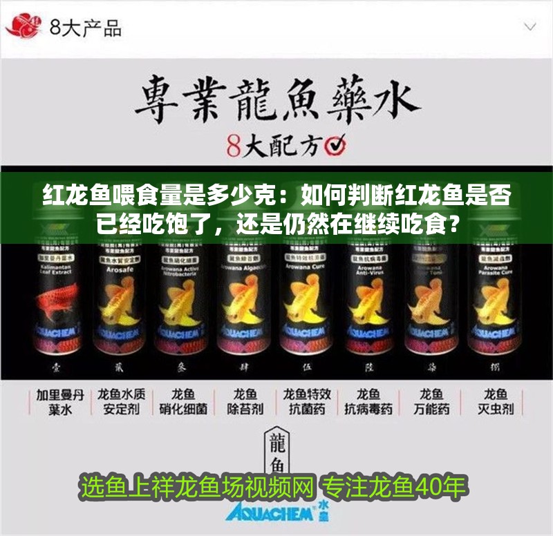 紅龍魚喂食量是多少克：如何判斷紅龍魚是否已經吃飽了，還是仍然在繼續吃食？