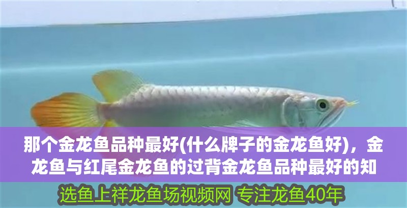 那個金龍魚品種最好(什么牌子的金龍魚好)，金龍魚與紅尾金龍魚的過背金龍魚品種最好的知識分享