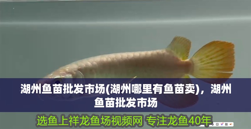 湖州魚苗批發市場(湖州哪里有魚苗賣)，湖州魚苗批發市場
