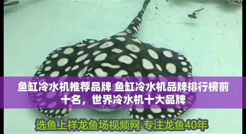 魚(yú)缸冷水機(jī)推薦品牌 魚(yú)缸冷水機(jī)品牌排行榜前十名，世界冷水機(jī)十大品牌 魚(yú)缸冷水機(jī)推薦品牌 魚(yú)缸冷水機(jī)品牌排行榜前十名，世界冷水機(jī)十大品牌 觀賞魚(yú)百科