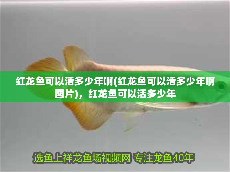 紅龍魚可以活多少年啊(紅龍魚可以活多少年啊圖片)，紅龍魚可以活多少年 紅龍魚可以活多少年啊(紅龍魚可以活多少年啊圖片)，紅龍魚可以活多少年 觀賞魚百科