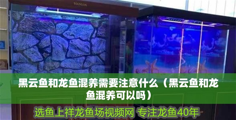 黑云魚和龍魚混養需要注意什么（黑云魚和龍魚混養可以嗎）