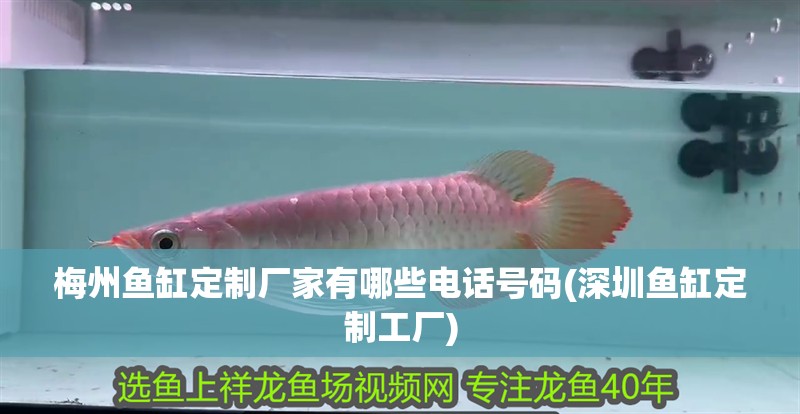 我的虎魚真菌感染了要怎么處理 梅州魚缸定制廠家有哪些電話號碼(深圳魚缸定制工廠) 觀賞魚百科 梅州魚缸定制廠家有哪些電話號碼(深圳魚缸定制工廠) 梅州魚缸定制廠家有哪些電話號碼(深圳魚缸定制工廠) 觀賞魚百科
