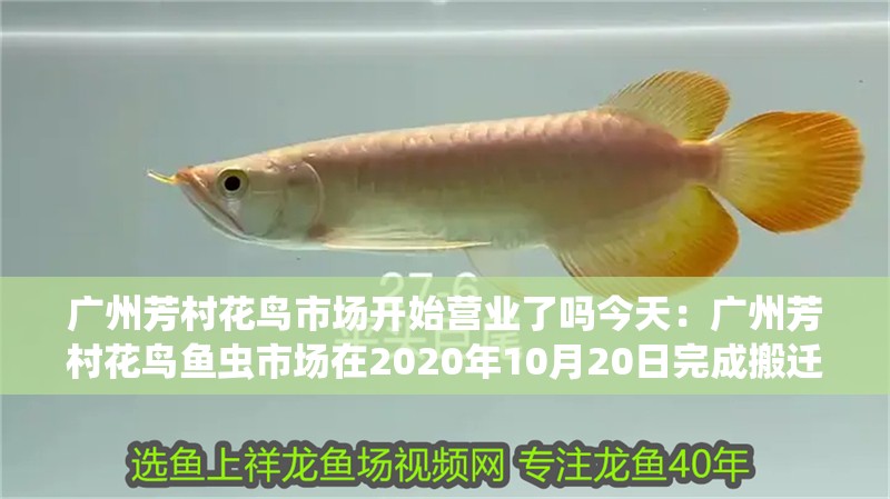 廣州芳村花鳥市場開始營業(yè)了嗎今天：廣州芳村花鳥魚蟲市場在2020年10月20日完成搬遷