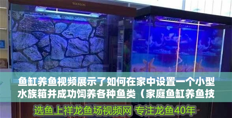 魚(yú)缸養(yǎng)魚(yú)視頻展示了如何在家中設(shè)置一個(gè)小型水族箱并成功飼養(yǎng)各種魚(yú)類(lèi)（家庭魚(yú)缸養(yǎng)魚(yú)技巧）