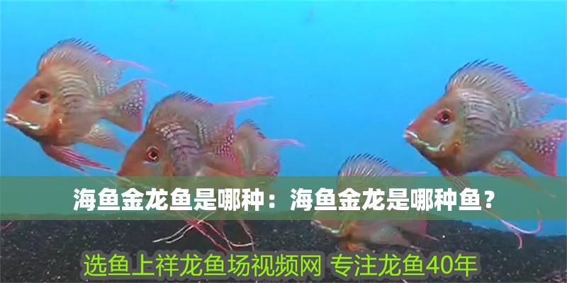 海魚金龍魚是哪種：海魚金龍是哪種魚？