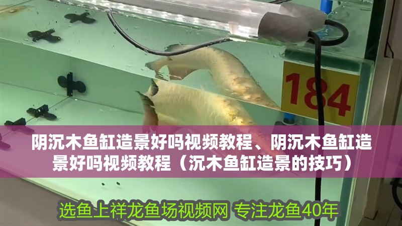 陰沉木魚缸造景好嗎視頻教程、陰沉木魚缸造景好嗎視頻教程（沉木魚缸造景的技巧）