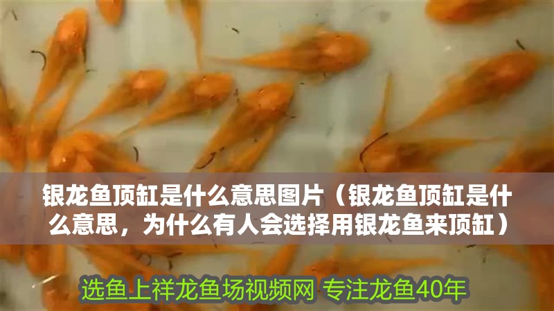 銀龍魚(yú)頂缸是什么意思圖片（銀龍魚(yú)頂缸是什么意思，為什么有人會(huì)選擇用銀龍魚(yú)來(lái)頂缸）