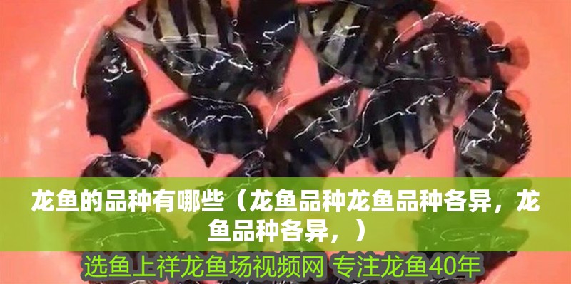 龍魚的品種有哪些（龍魚品種龍魚品種各異，龍魚品種各異，）