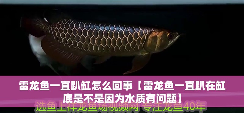雷龍魚一直趴缸怎么回事【雷龍魚一直趴在缸底是不是因為水質(zhì)有問題】