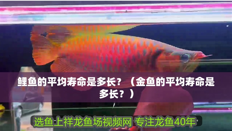 鯉魚的平均壽命是多長？（金魚的平均壽命是多長？）