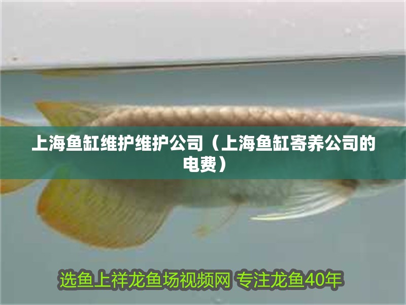 <strong><mark>上海</mark></strong>魚缸維護維護公司（<strong><mark>上海</mark></strong>魚缸寄養(yǎng)公司的電費）