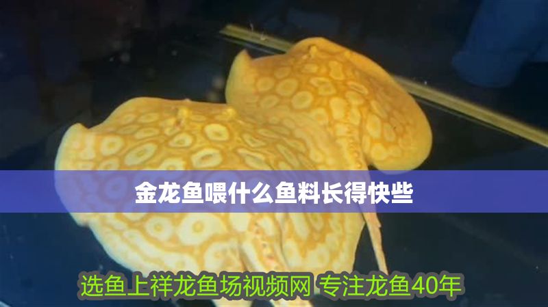 金龍魚喂什么魚料長得快些