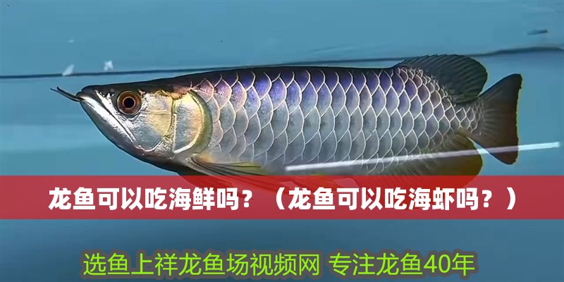 龍魚可以吃海鮮嗎？（龍魚可以吃海蝦嗎？）